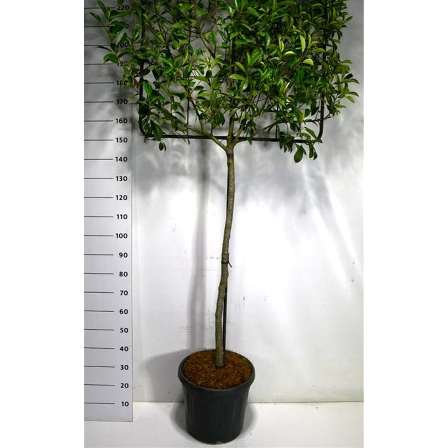 Glansmispel – Photinia fraseri 'Little Red Robin' - C30 120 cm. Stam leivorm